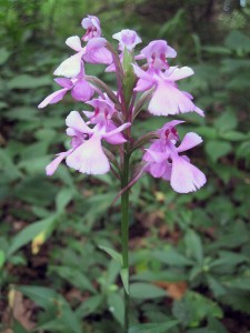 Purple Fringeless Orchid found at Flatwoods Park