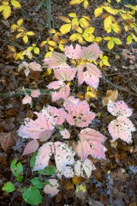 Fall Leaf Colors at Tangeman Woods