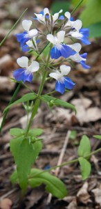 Blue-Eyed Mary's are just one of many spring flowers along the Adena Trace