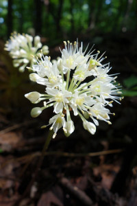 Wild leeks blooming at Eagle's Crest